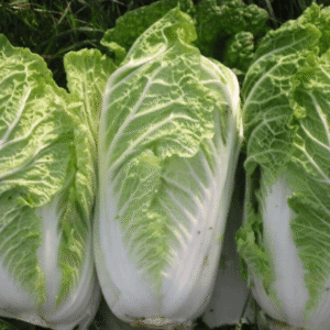 BẮP CẢI THẢO